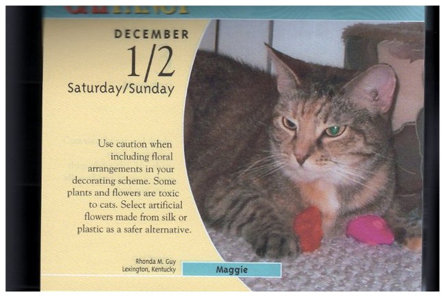 Maggie - Collage - Cat Fancy 01AA